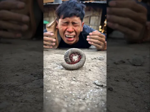 It is not too late, tears flow while helping the millipede find a safe place #millipedesong