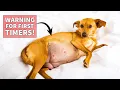 Avoid These 13 Common Mistakes in Pregnant Dog Care Pregnant Female Dog Care