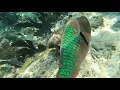 Islamorada Florida Pelican Cove Resort Snorkeling Alligator Reef Robbie s