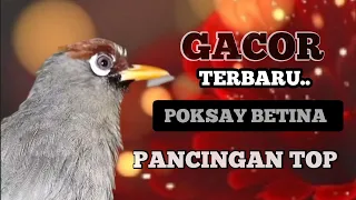 poksay mandarin betina gacor manggil teman pancingan top ampuh buat semua jenis poksay