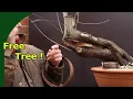 Collecting Growing a wild Cherry for Bonsai Yamadori