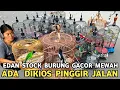 Download Lagu MEWAH BETUL BUKAN ASAL CUAP BURUNG GACORAN  !! LAYAK DIJUAL MAHAL BURUNG GACOR DI KIOS PINGGIR JALAN