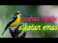 Download Lagu Burung sikatan emas gacor《sikatan gacor》