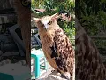 Download Lagu Suara burung hantu