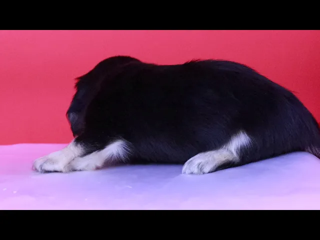動画