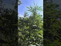 This Autoflower Became an Absolute MONSTER