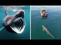 Basking Shark That Mouth Is INSANE