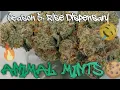 Animal Mints Product Review Rise Dispensary Product