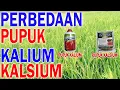 Lagu PERBEDAAN PUPUK KALSIUM DAN KALIUM PADA TANAMAN