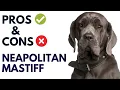 Neapolitan Mastiff Dog Breed Pros and Cons Mastino Napoletano Dog Advantages and Disadvantages