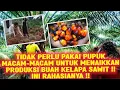 Download Lagu TIDAK PERLU PAKE PUPUK MACAM MACAM UNTUK MENAIKKAN PRODUKSI BUAH KELAPA SAWIT‼ INI RAHASIA NYA‼