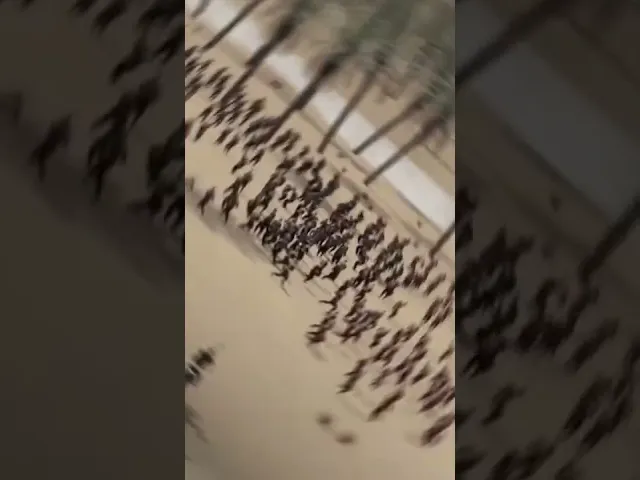 ⁣شجاعة العباس عليه السلام