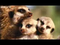 Download Lagu What A Wonderful World With David Attenborough -- BBC One [FULL HD]