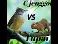 Download Lagu Masteran kombinasi C Jenggot vs Tupai ngeri abis