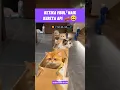 Download Lagu bahagianya mbul² naik kereta api 😅#shorts #viralshorts #funnycats #cutecat #catmemes #catlife