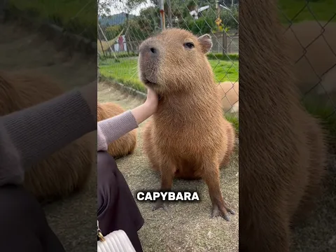 Why Crocodiles Don't Attack Capybara?