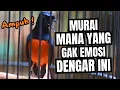 Lagu MURAI BATU GACOR FULL ISIAN TEMBAKAN KASAR KRETEKAN GANAS AMPUH MEMANCING MURAI BATU EMOSI