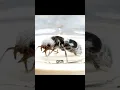 Download Lagu The Panda Ant is cute but Also deadly!