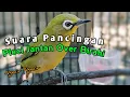Download Lagu suara pleci ngecir birahi cocok buat pancingan langsung gacor