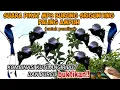 Download Lagu SUARA PIKAT MP3 BURUNG SRIGUNTING RIBUT (TARUNG) PALING AMPUH #suaraburung