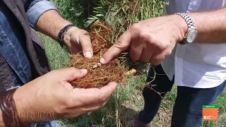 Reportagem especial sobre ILPF, integração lavoura, pecuária e floresta