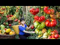 Download Lagu Ly Trieu Ca: Harvesting sweet giant fresh \u0026 clean  seedless tomato - How to traditional fruit pizza
