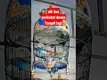 Download Lagu Perkutut Bangkok Juara RT