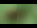 Download Lagu SUARA JangKrik Asli Jernih Ampuh UNTUK Pengusir Tikus di rumah || (Official Vidio) #shifukofficial