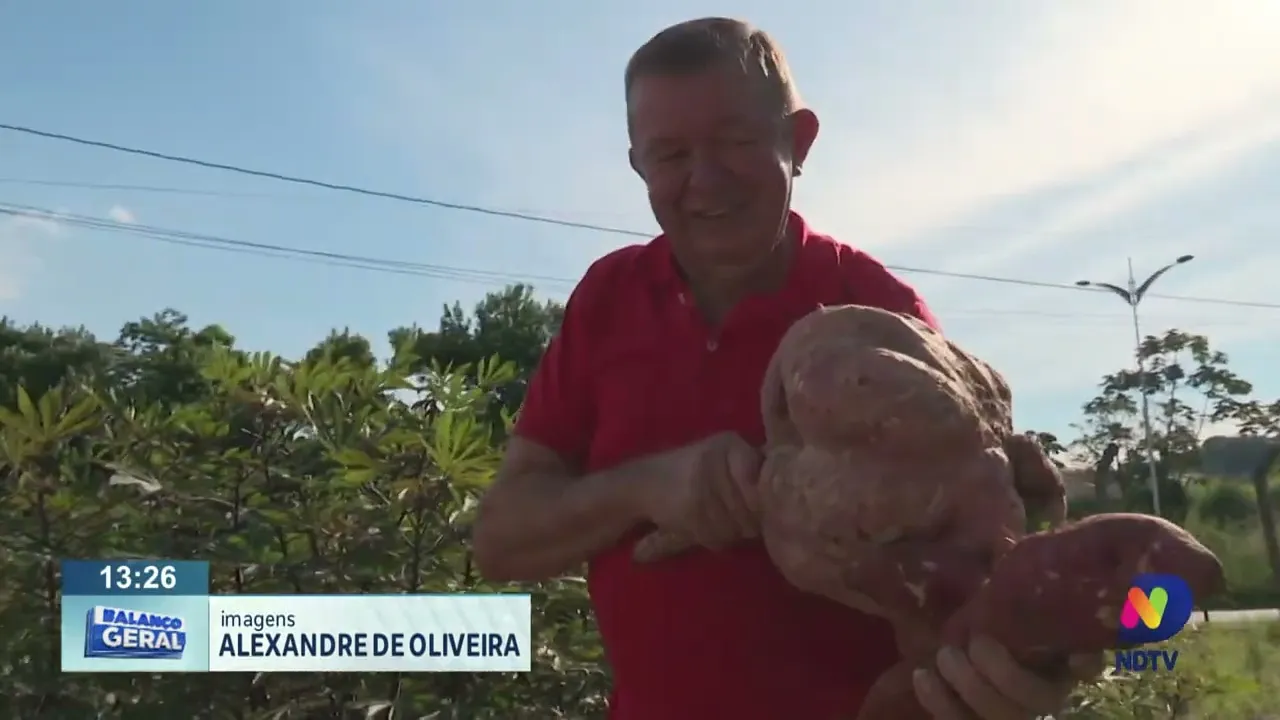 Batata-doce gigante: produtor rural conta a história da batata de mais de 12 kg colhida em Blumenau