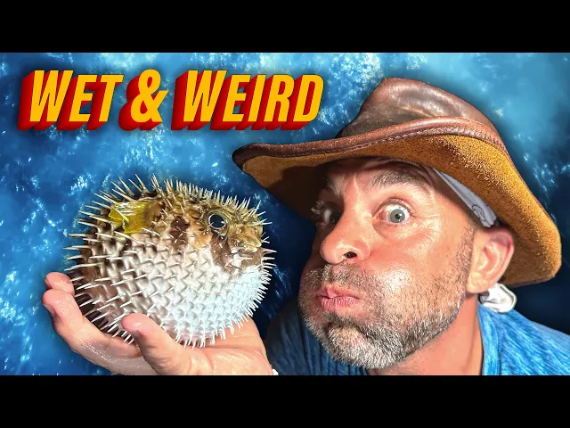 Video: Holy Puffer! Catching Bizarre Sea Creatures at Night!!