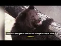Heartbreaking Farewell: ‘Beloved’ Axhi, the Brown Bear’s Loss at Brookfield Zoo Chicago