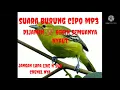 Download Lagu suara burung cipo betina bikin cipo jantan langsung nyaut durasi paling lama