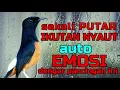 Download Lagu sekali PUTAR murai apapun ikutan nyaut✅✅ auto EMOSI murai batu dengar ini❗