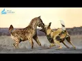 Download Lagu Hyena – De ijzeren geest van de bloeddoordrenkte savanne #natuurdocumentaire | Wildlife documentaire