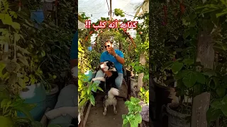                                                   دندنها