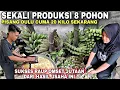 Download Lagu SEKALI PRODUKSI 8 POHON PISANG || DULU CUMA 20 Kilo SEKARANG Sukses RAUP OMSET JUTAAN HASIL USAHA