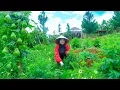 Download Lagu Harvest Homegrown Katuk, Chayote, Okra Goes To Market Sell,Use The Money To Buy Vegetables For Plant