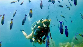 SCUBA DIVING with VENOMOUS FISH in Grenada!!