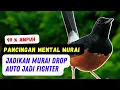 Pancingan Murai Batu Mental Drop, Putar Sekali Lawan Auto Iri Jadi FIGHTER