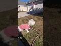 Moony is afraid of a fake deer!