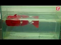 eYSIP 2018 Fish Robot