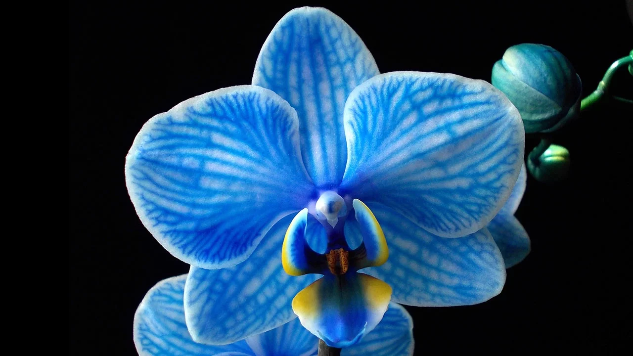 A POLÊMICA ORQUÍDEA AZUL