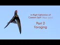 Download Lagu COMMON SWIFT - Apus apus - Foraging