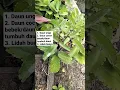 Download Lagu Obat Herbal Wasir!! Obat Ambeien yang Harus Kamu Tahu!!!