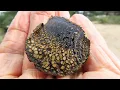Pisolithus arhizus dead man s foot and dyeball Greece by Theo