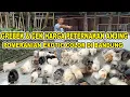 Download Lagu Grebek \u0026 Cek Harga Bandar Anjing Pom Exotic Color Di Bandung - Meet Puff