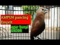 Download Lagu kicauan suara burung pipit emprit Peking bondol kaji gacor pancingan emprit kaji biar gacor 102