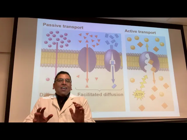 Yasser Saad-Passive Versus Active Transport-Electrochemical Gradient-Endocytosis Versus Exocytosis