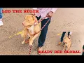 REDBOY JOCKO PITBULLS RECEIVE A VISIT