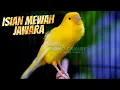 Download Lagu CENGKOK ISIAN JAWARA MUDAH DI TIRU - MASTERAN KENARI GACOR ISIAN BLACKTHROAT